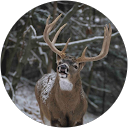 Shauna Quillen profile picture