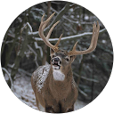 Shauna Quillen profile picture